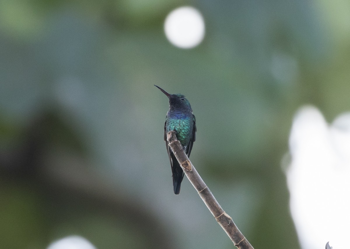 Sapphire-throated Hummingbird - Manlio Cuevas L.