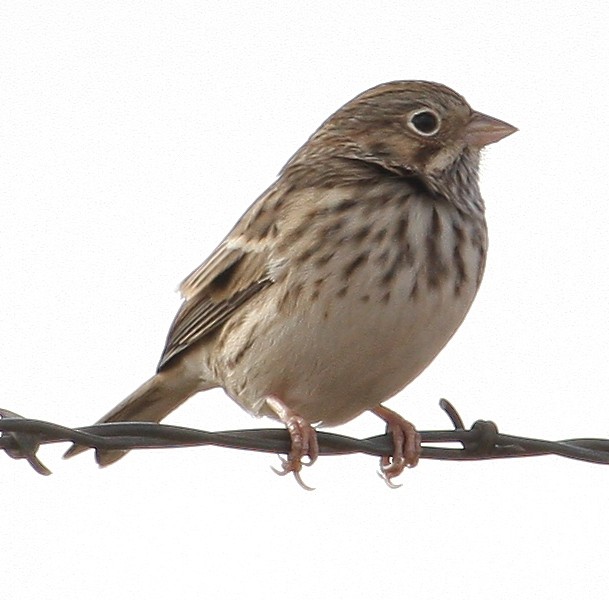 Vesper Sparrow - Steve Collins