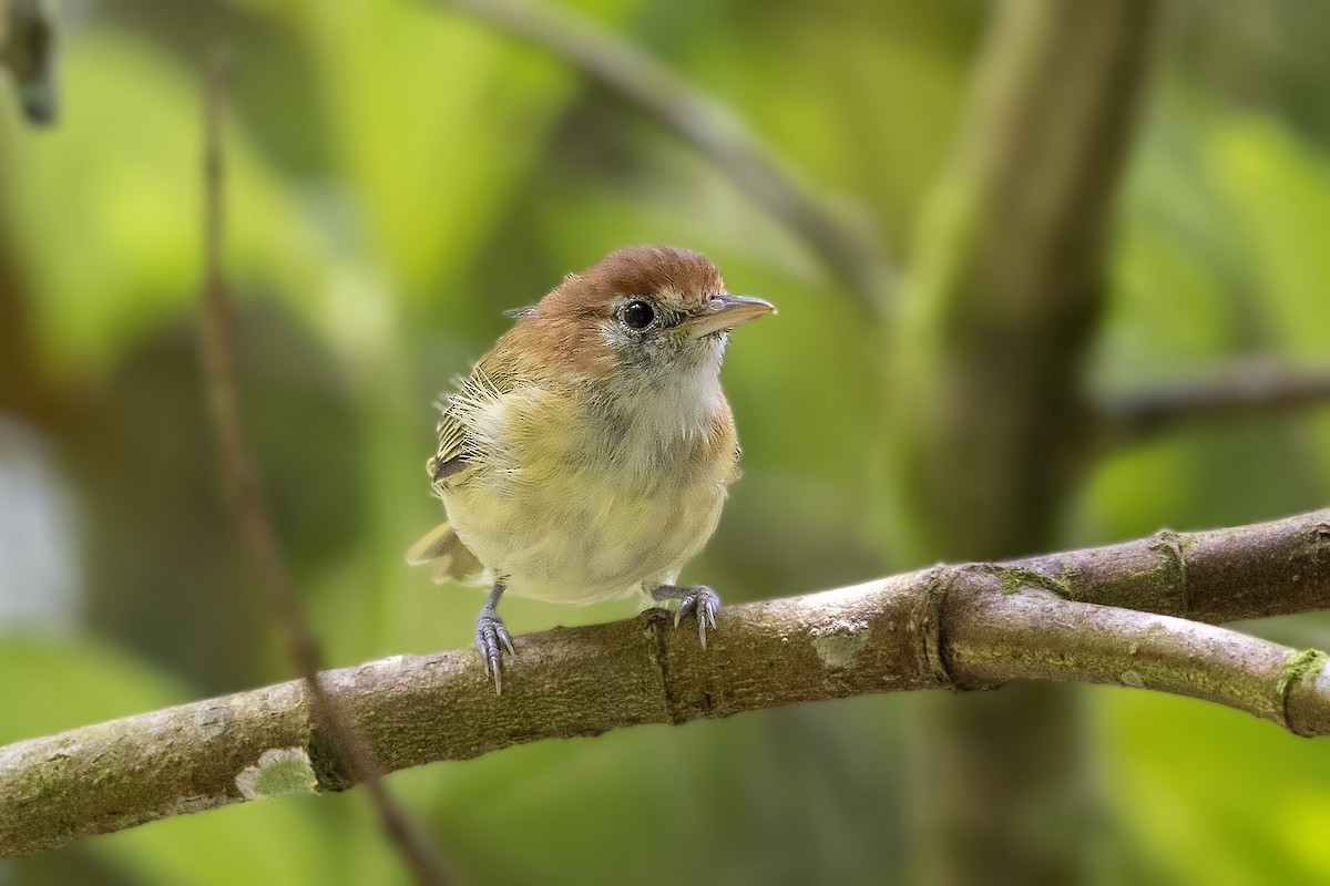 Rufous-naped Greenlet - ML386462311