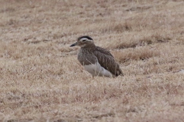Double-striped Thick-knee - ML38646501