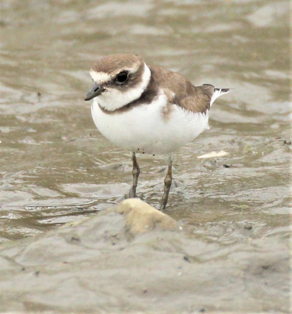 Semipalmated Plover - ML386466431