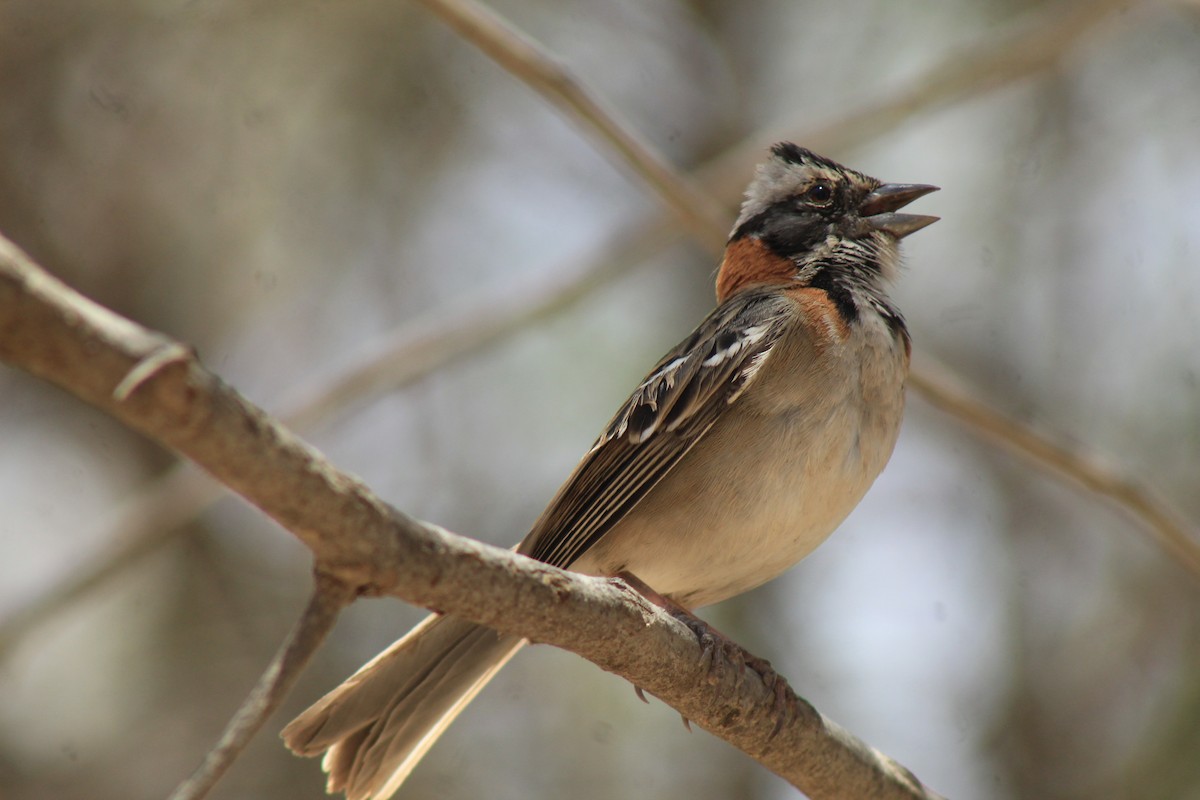 Rufous-collared Sparrow - ML386470471