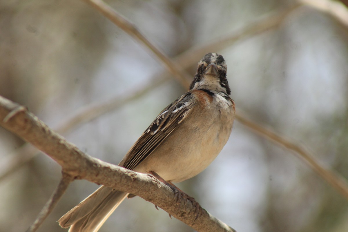 Rufous-collared Sparrow - ML386470481