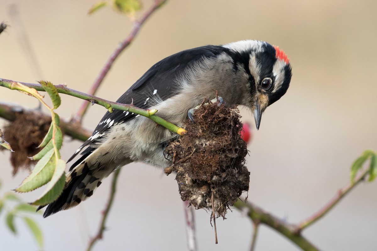 Downy Woodpecker - Les Peterson