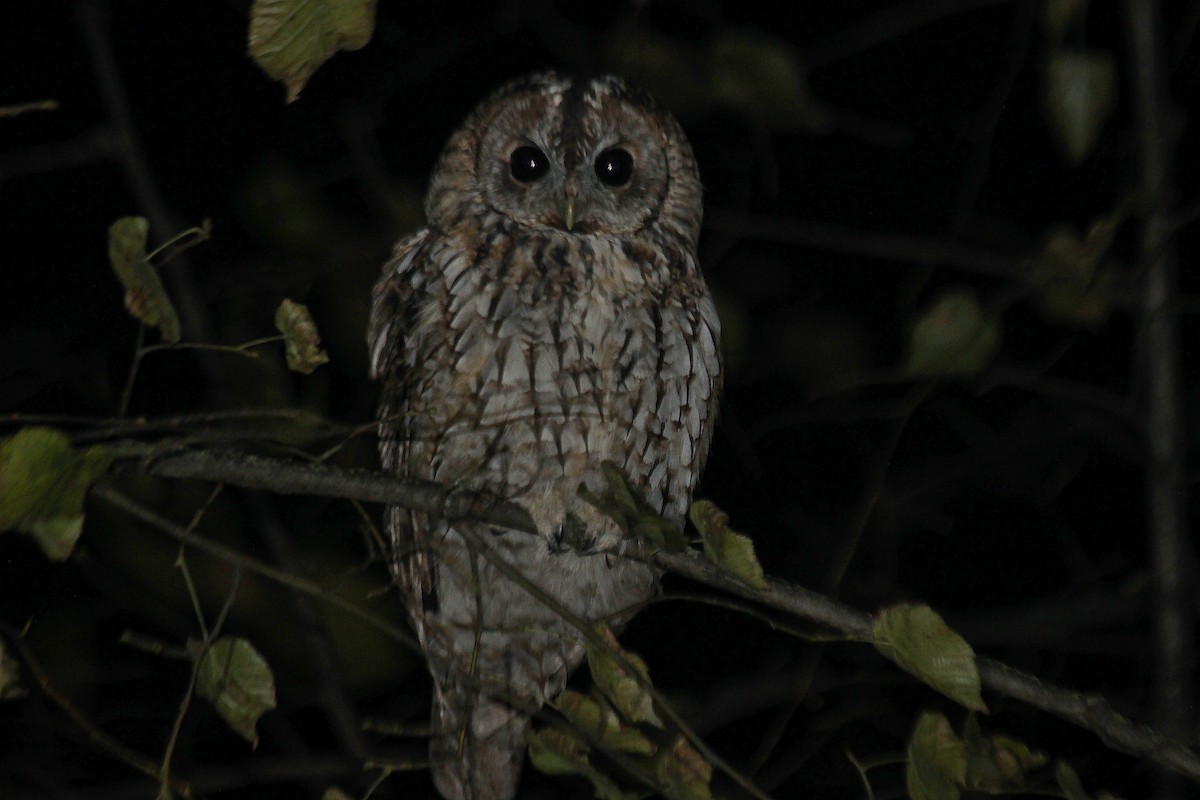 Tawny Owl - ML386475451
