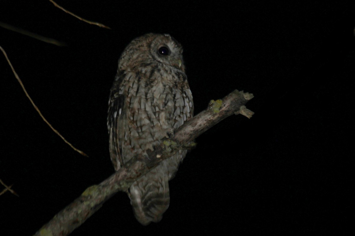 Tawny Owl - ML386475461