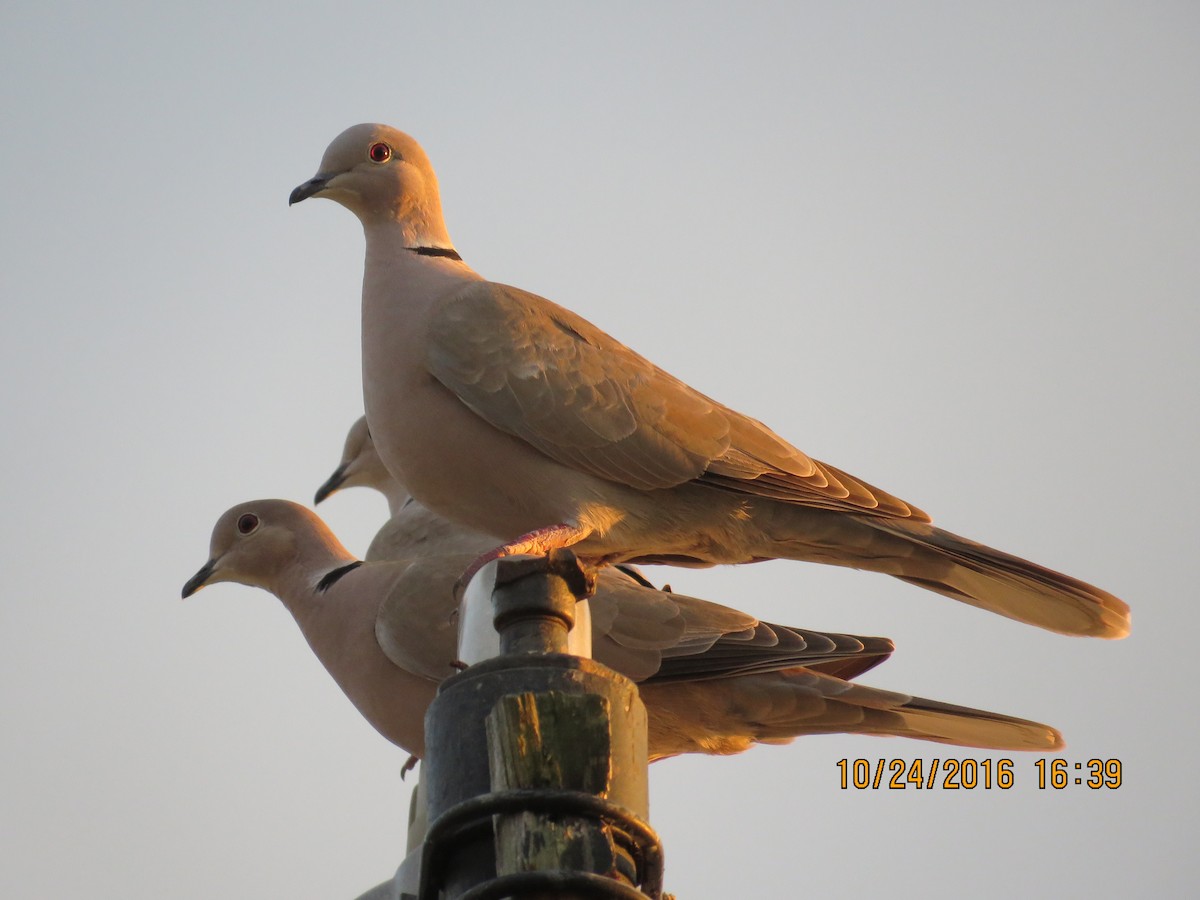 Eurasian Collared-Dove - Don Witter