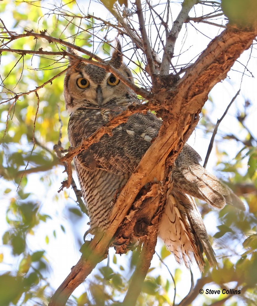 Great Horned Owl - Steve Collins