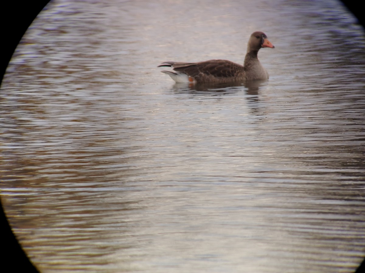 Greater White-fronted Goose - Jacob Briggs