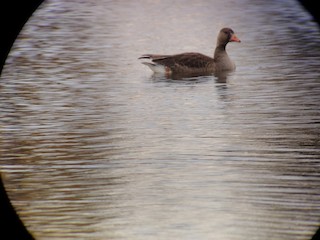 Greater White-fronted Goose, ML386478871