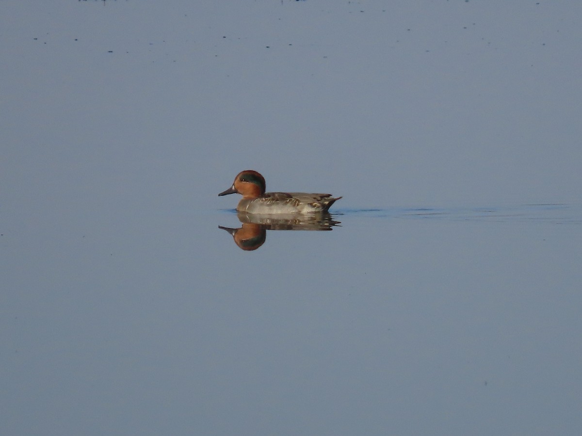 Green-winged Teal - ML386483791