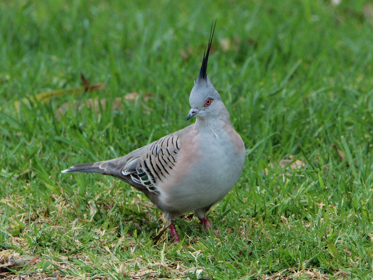 Crested Pigeon - ML38648681