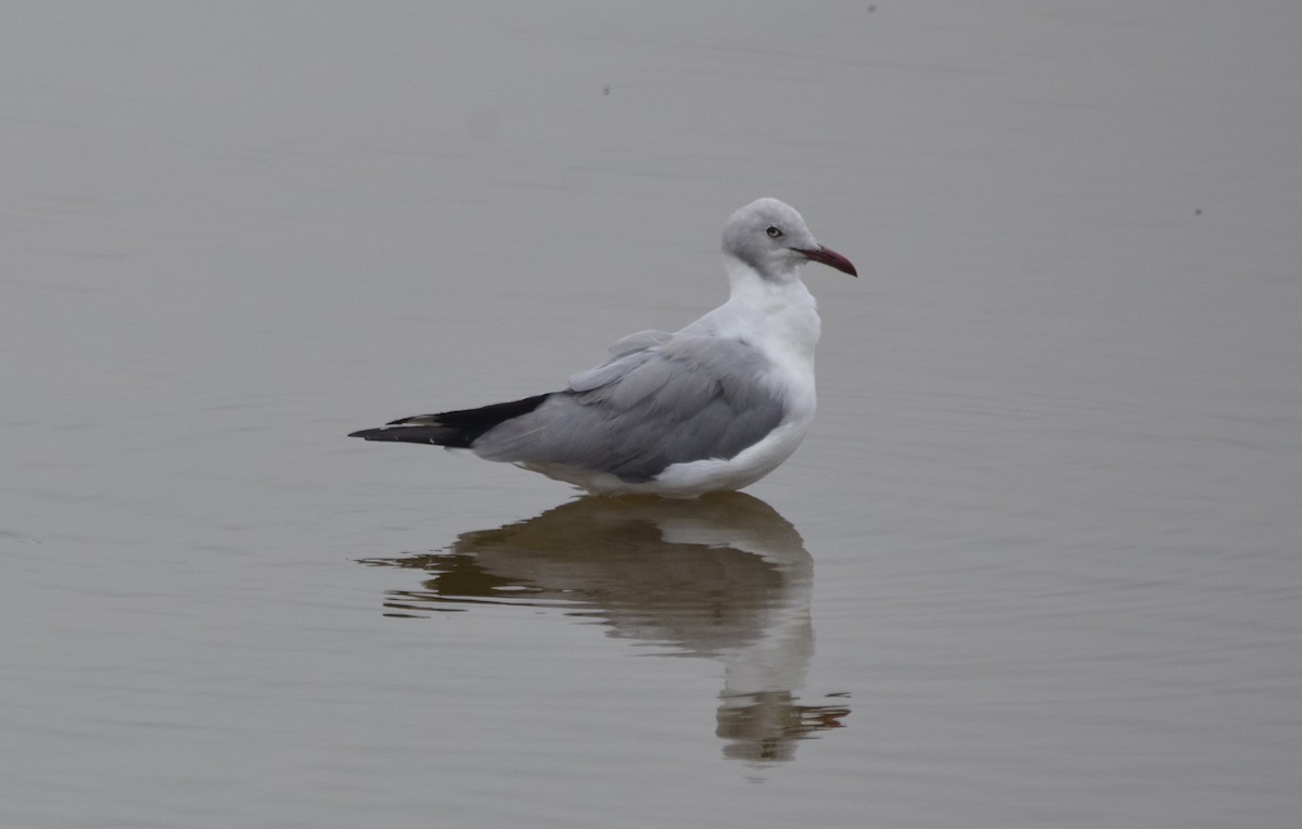 Gray-hooded Gull - Paul Vandenbussche