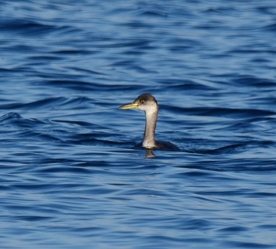 Red-necked Grebe - ML386502671
