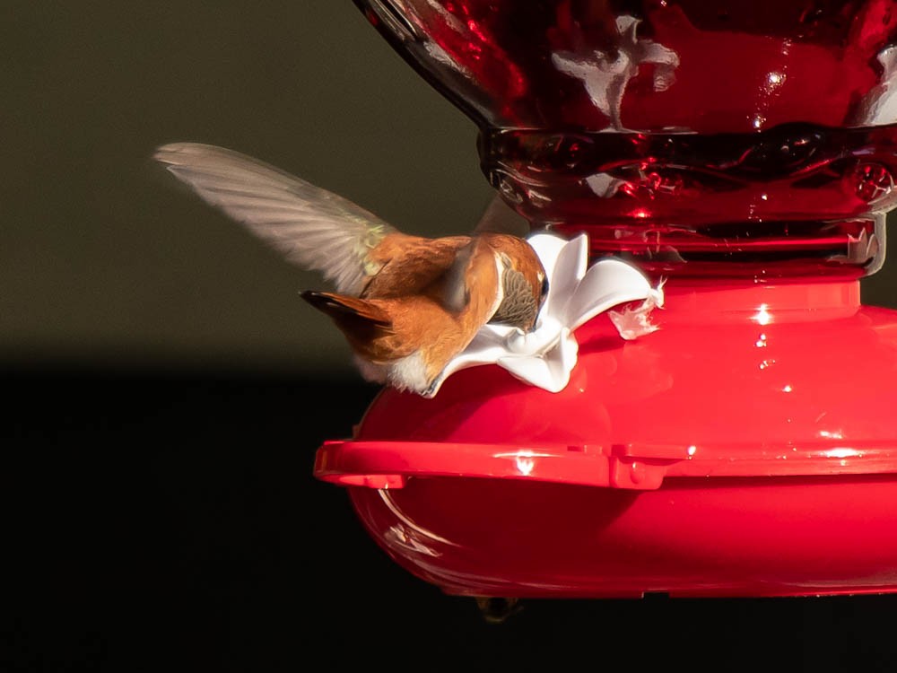 Rufous Hummingbird - ML386506561