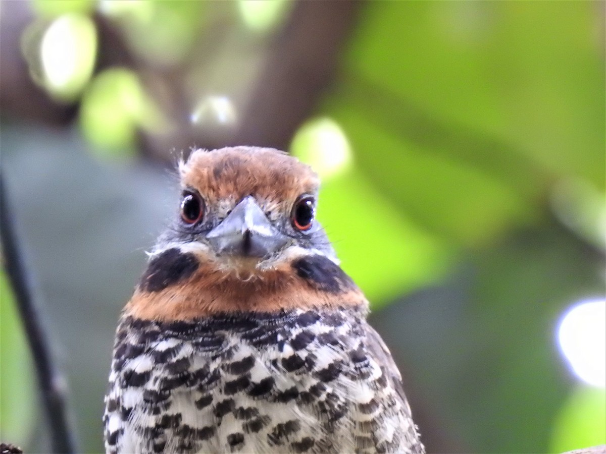 Spotted Puffbird - Timothy White