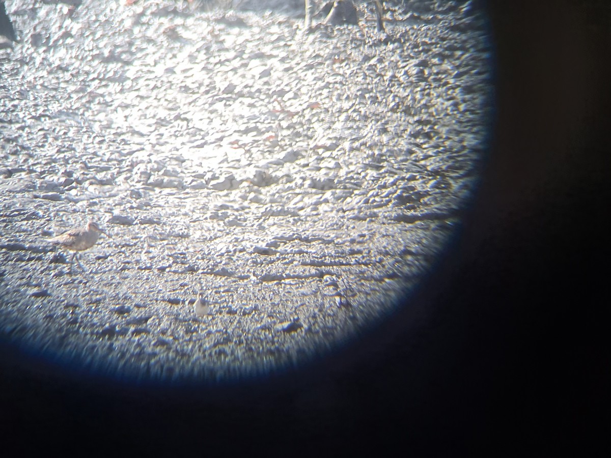 Hudsonian Godwit - michiel van den bergh