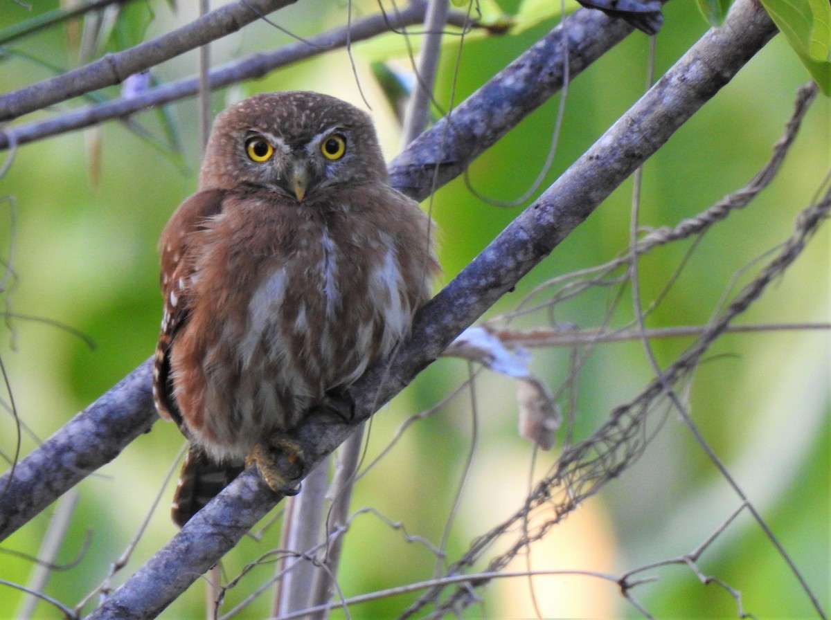 Ferruginous Pygmy-Owl - Timothy White