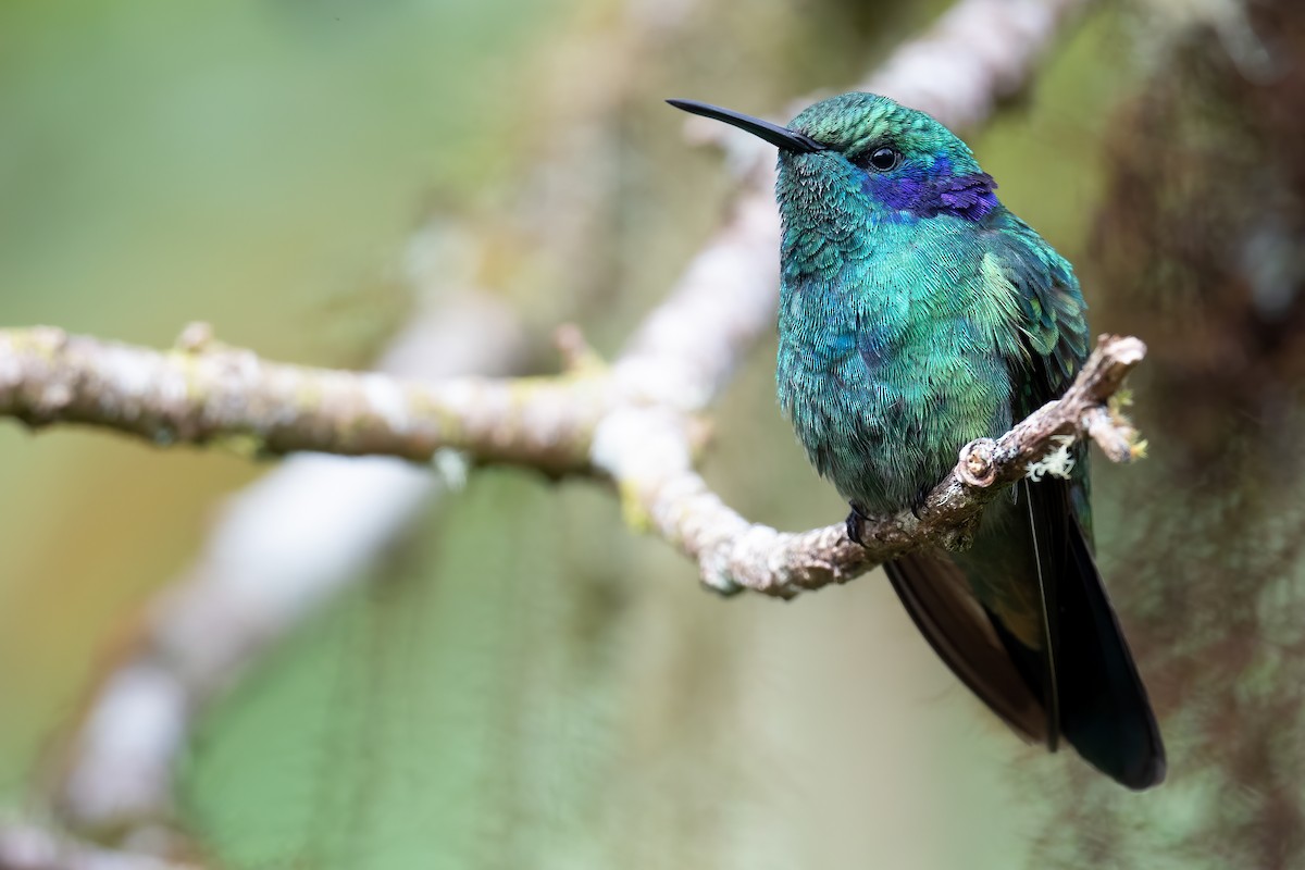 kolibřík modrouchý - ML386521491