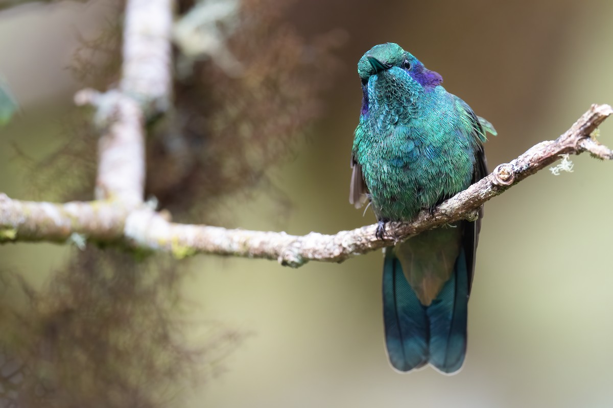 kolibřík modrouchý - ML386521501