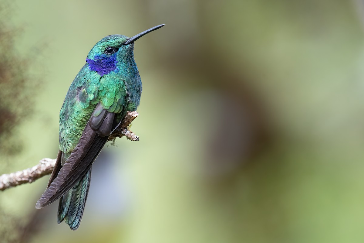 kolibřík modrouchý - ML386521531