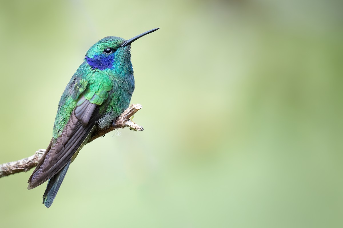 kolibřík modrouchý - ML386521681