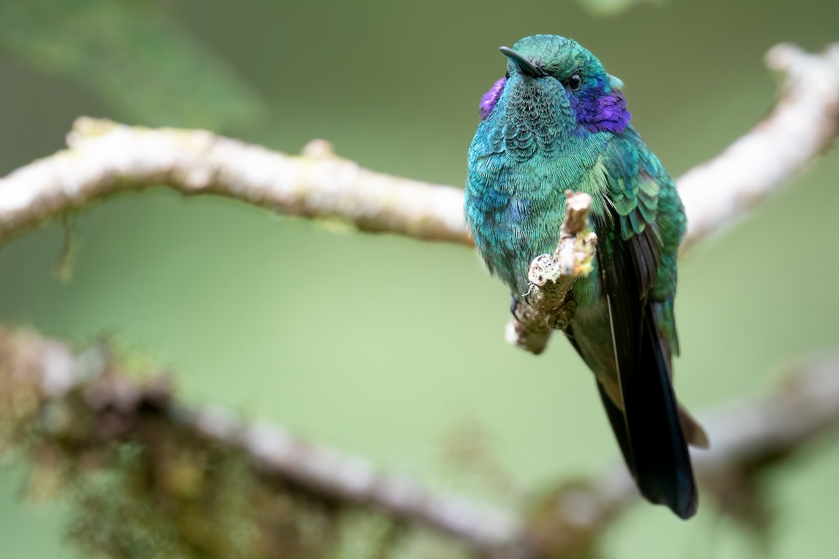 kolibřík modrouchý - ML386521691