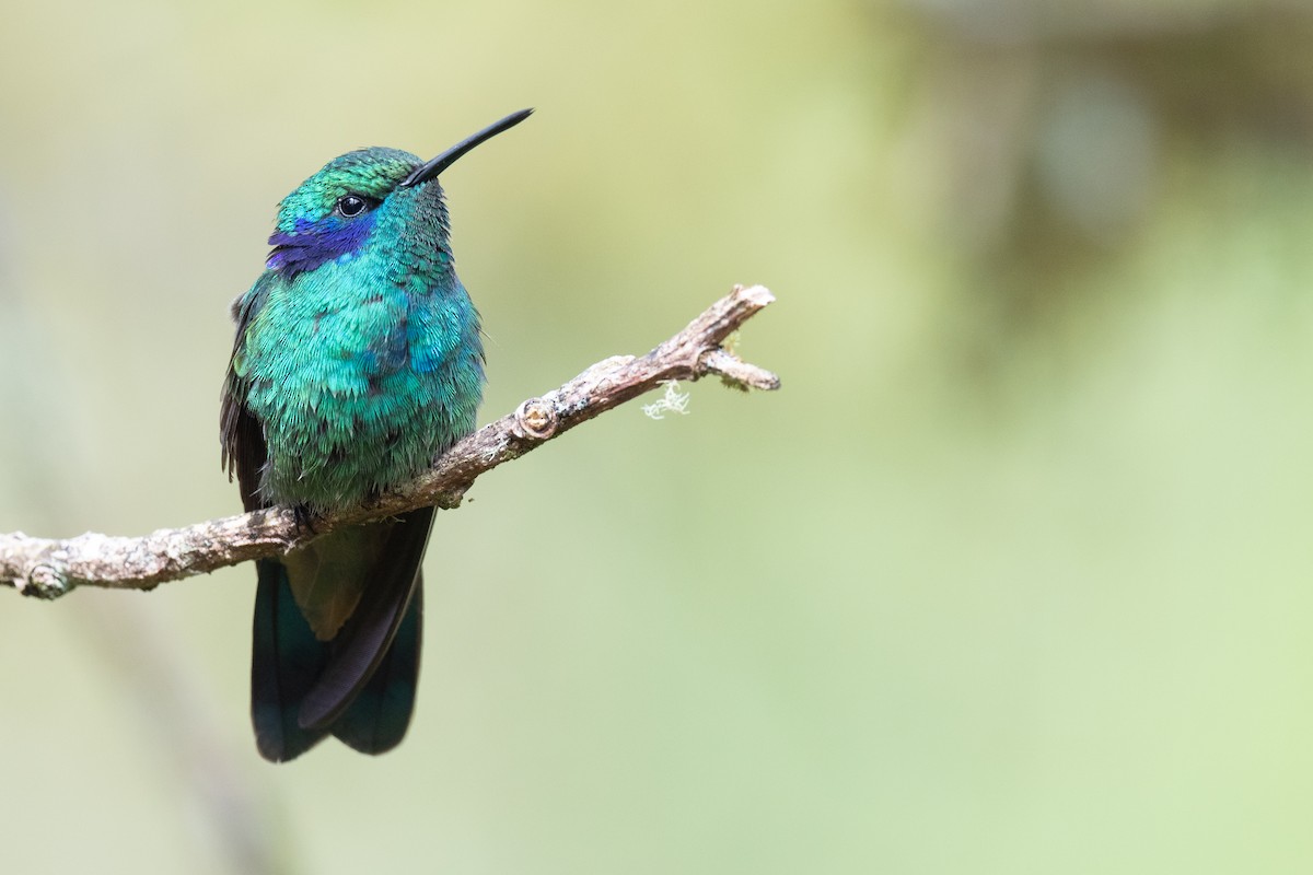 kolibřík modrouchý - ML386521701