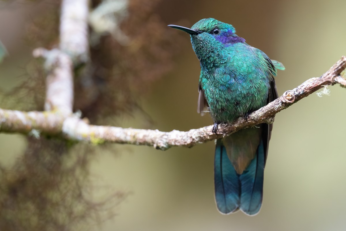 kolibřík modrouchý - ML386521731