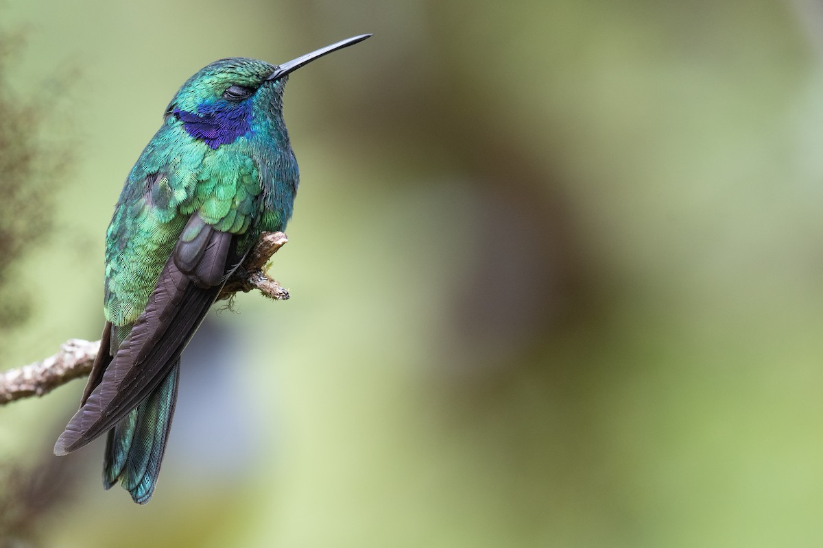 kolibřík modrouchý - ML386521851
