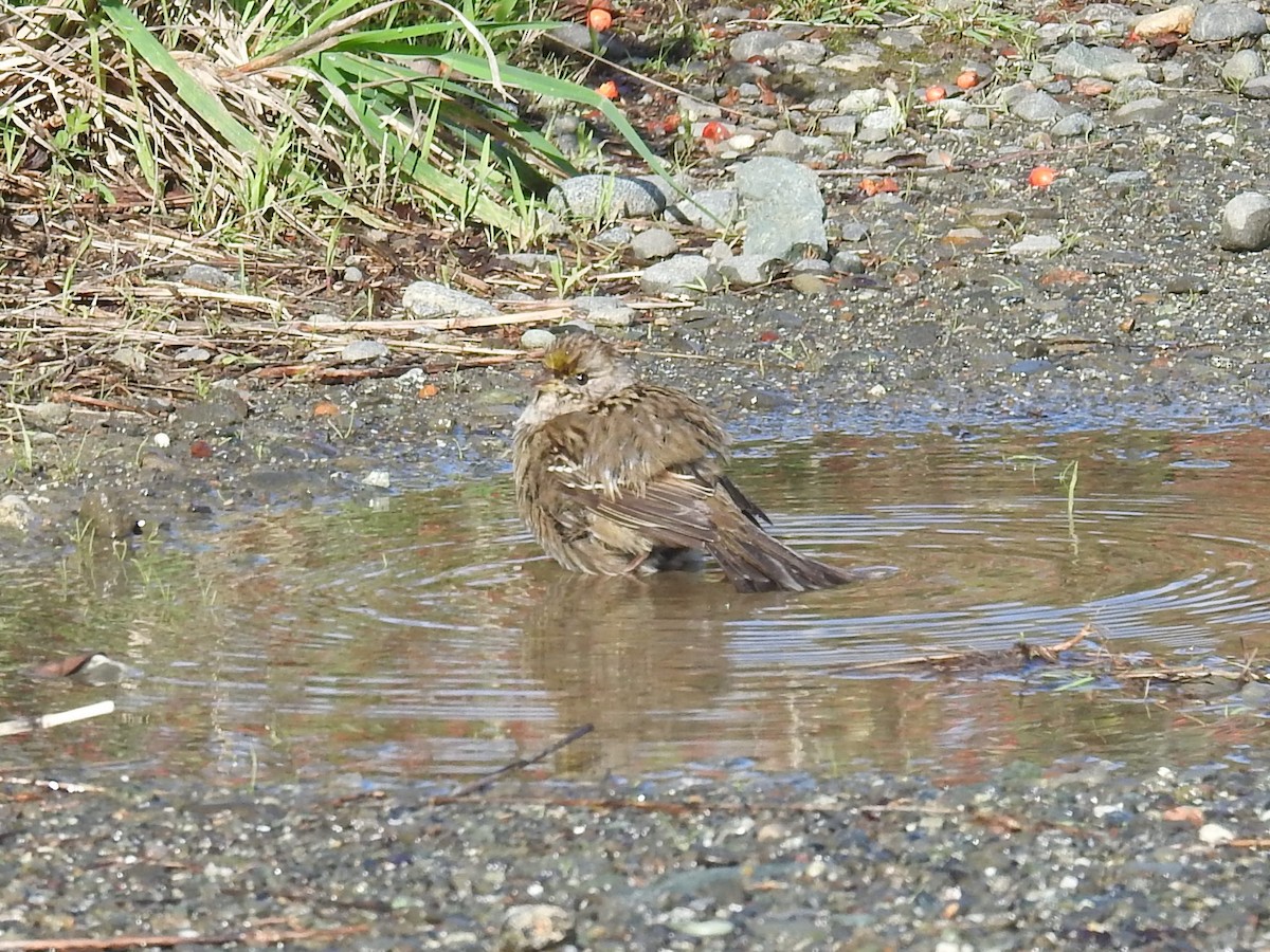 Golden-crowned Sparrow - ML386528321
