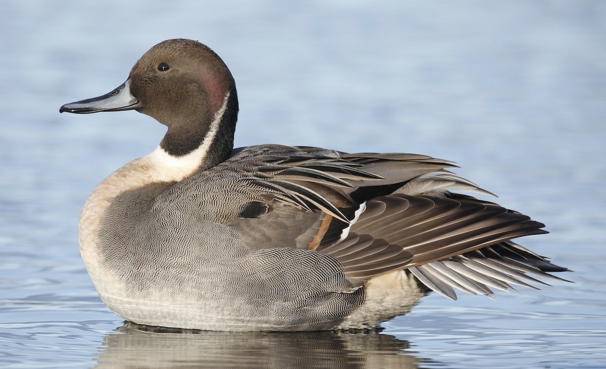 Northern Pintail - Charles Fitzpatrick