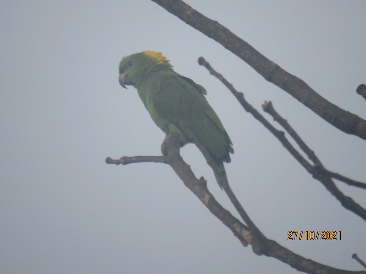 Yellow-naped Parrot - ML386542791