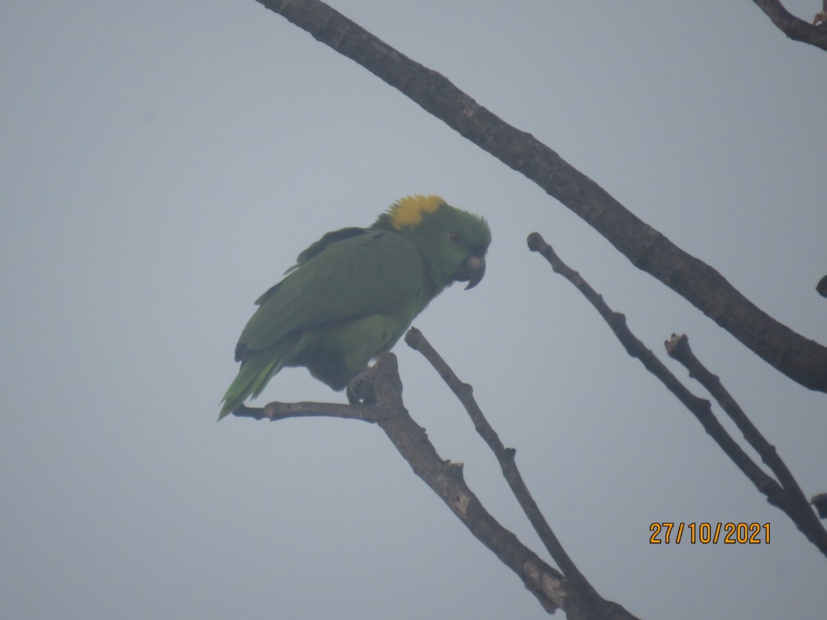 Yellow-naped Parrot - ML386542831