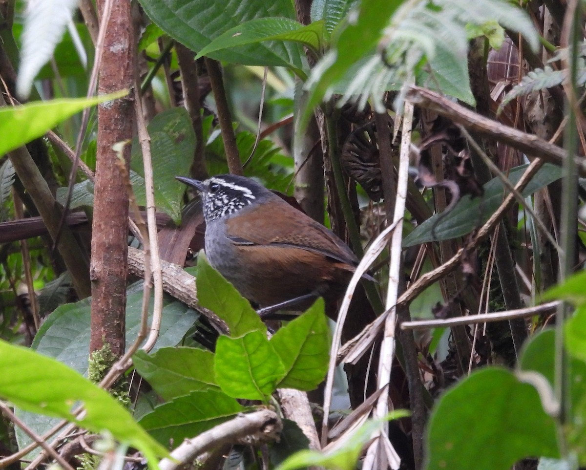 Gray-breasted Wood-Wren (Central American) - ML386543121