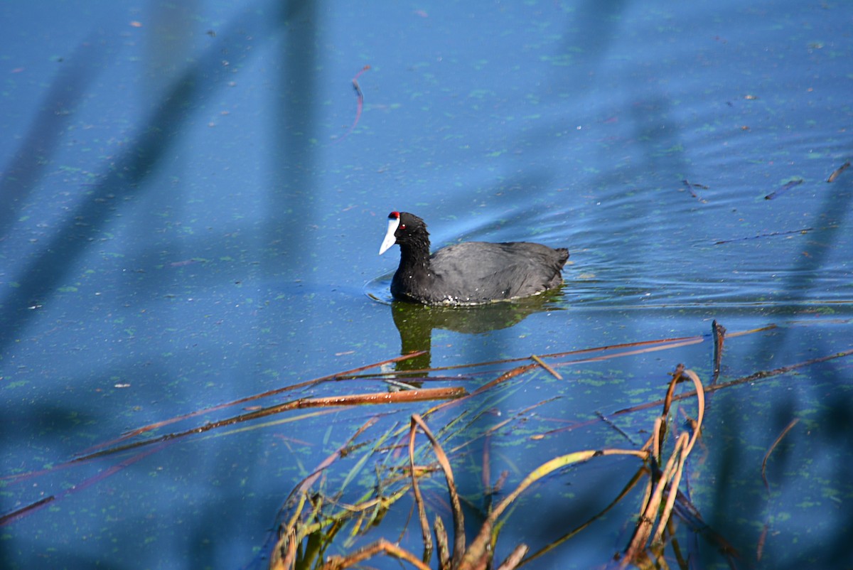 Red-knobbed Coot - ML386544501
