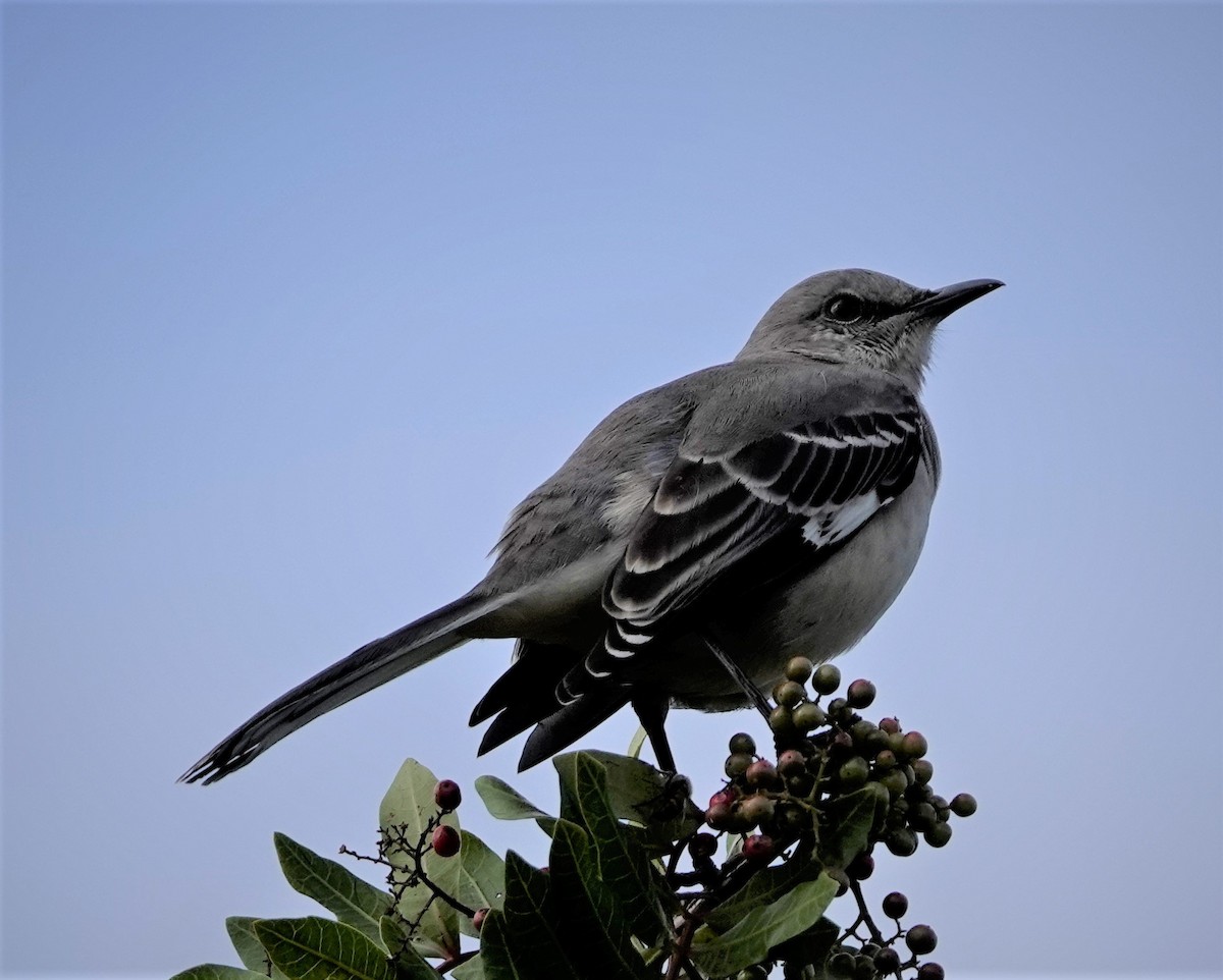 Northern Mockingbird - Mary-Rose Hoang