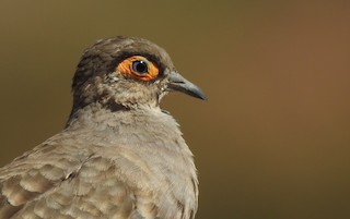Bare-faced Ground Dove, ML386554691