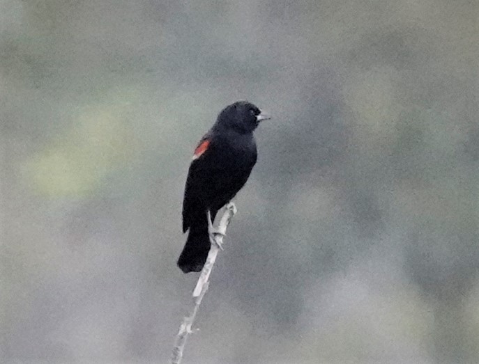 Red-winged Blackbird - Mary-Rose Hoang