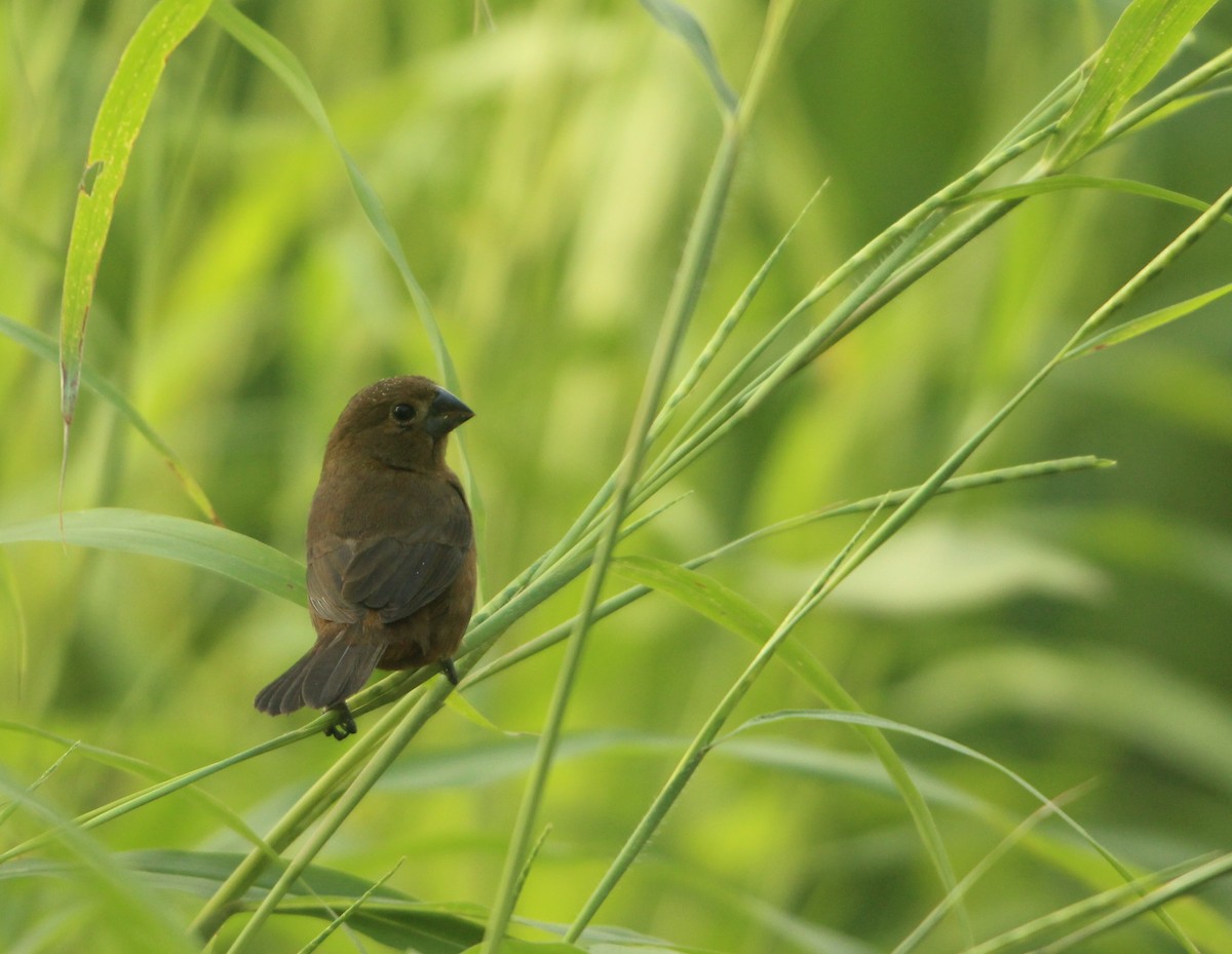 Thick-billed Seed-Finch - John Pike