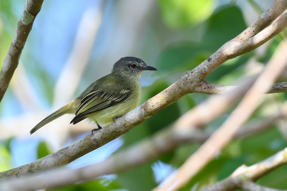 Gray-crowned Flatbill - ML386562351