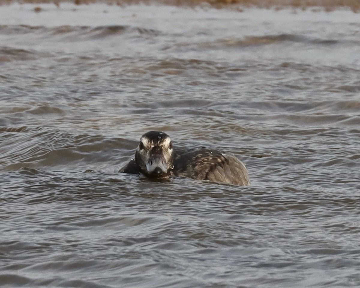Long-tailed Duck - ML386563711