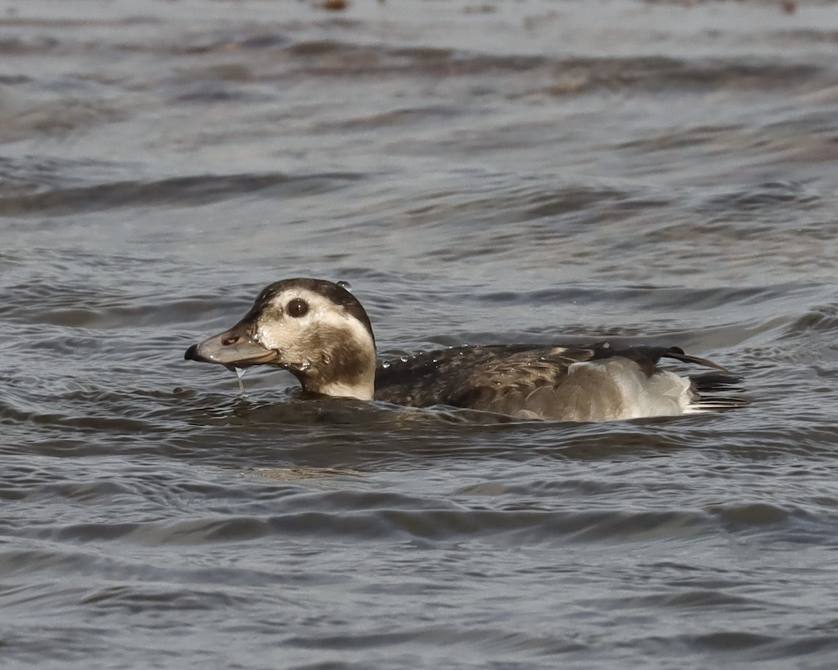 Long-tailed Duck - ML386563721