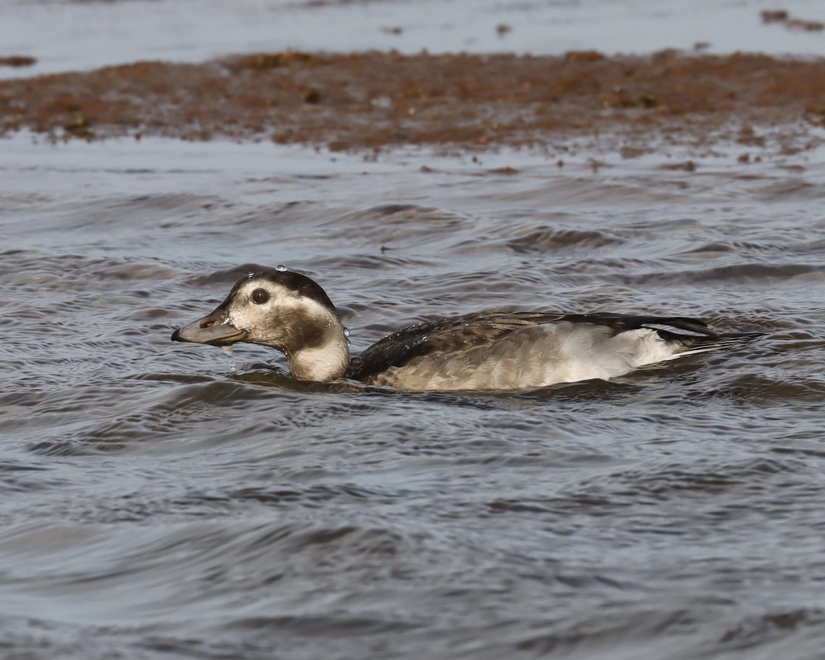 Long-tailed Duck - ML386563731