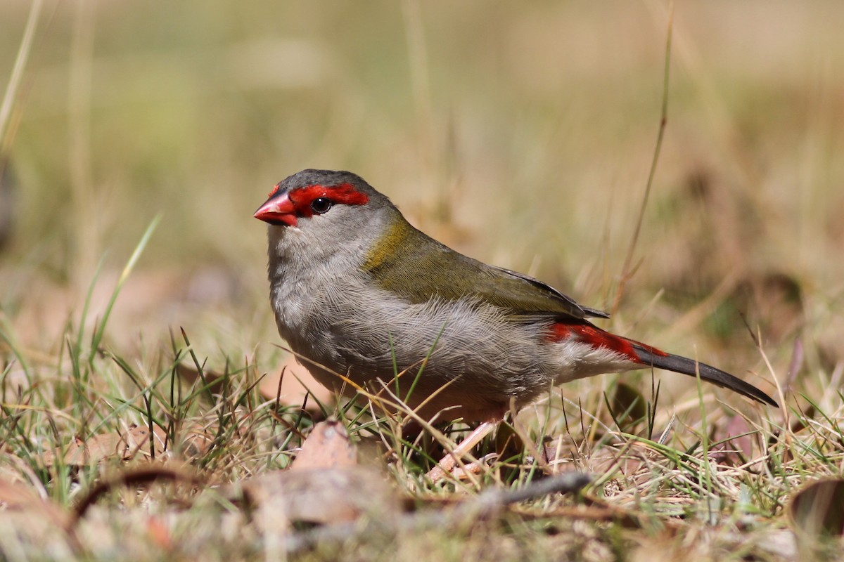 Red-browed Firetail - ML38656761