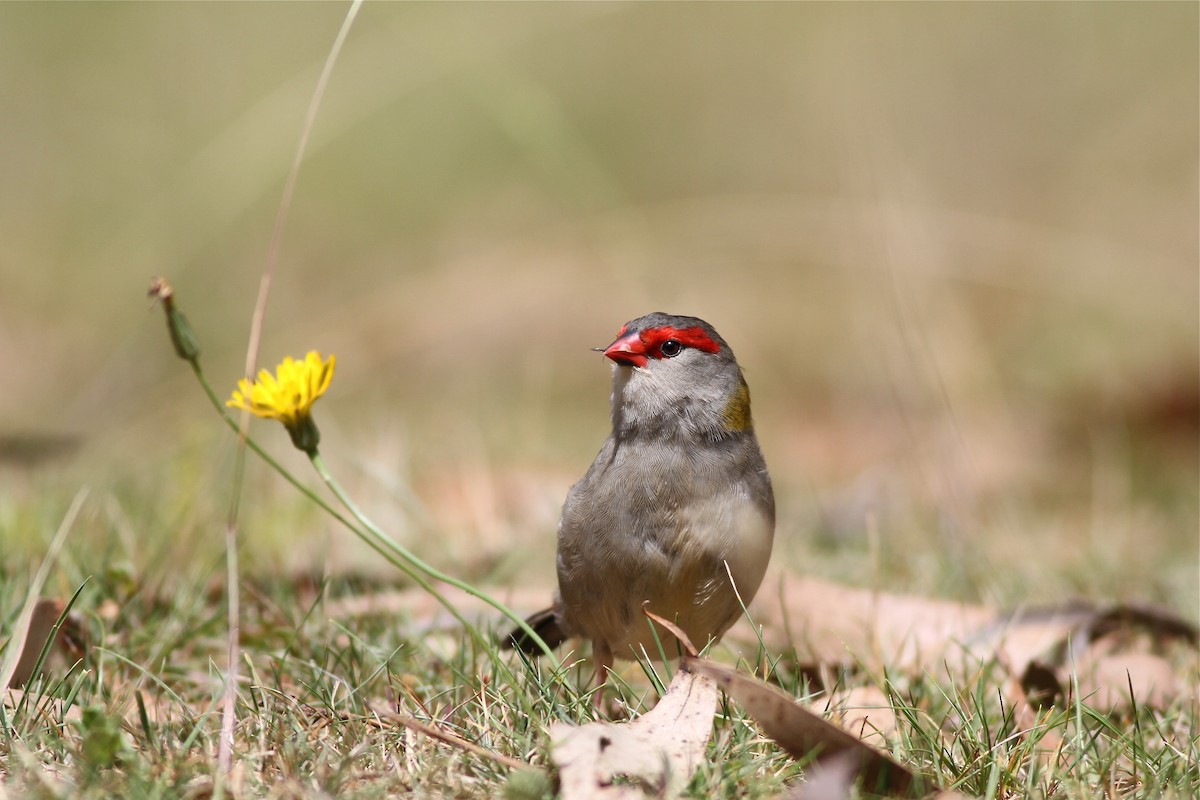 Red-browed Firetail - ML38656771