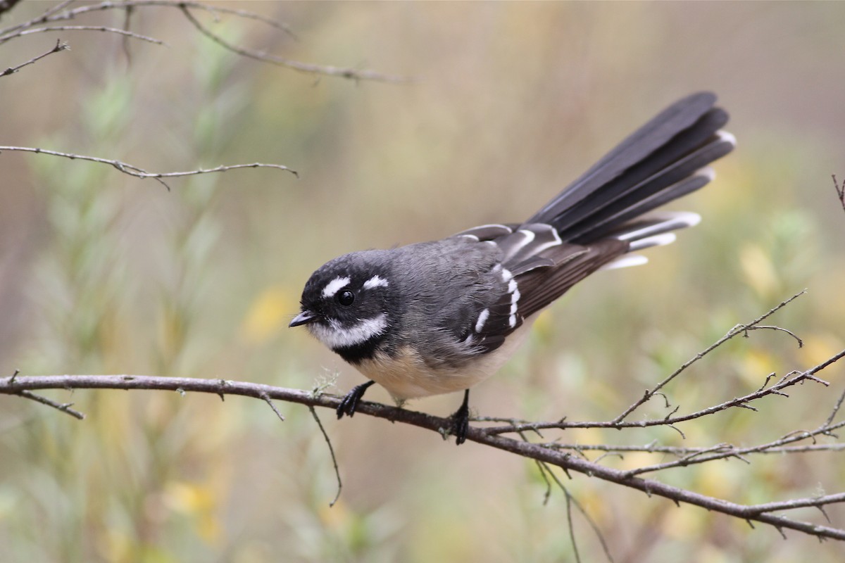 Gray Fantail - Chris Wiley