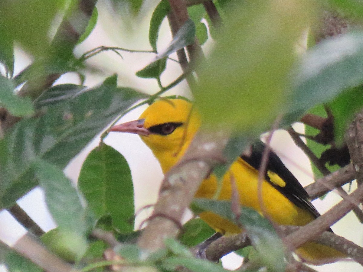 Indian Golden Oriole - ML38656981