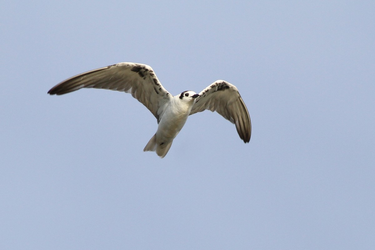 White-winged Tern - ML38657421