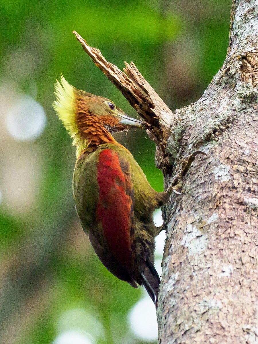 Checker-throated Woodpecker - Karyne Wee